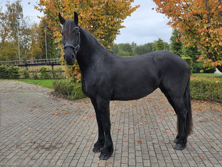 Fries paard Merrie 4 Jaar 165 cm Zwart in Woudenberg