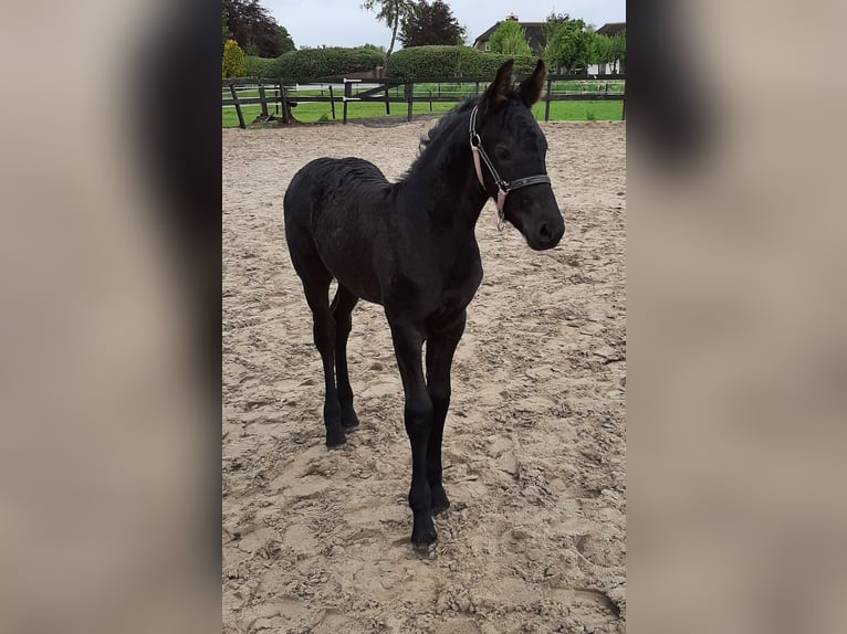 Fries paard Merrie 4 Jaar 165 cm Zwart in Woudenberg