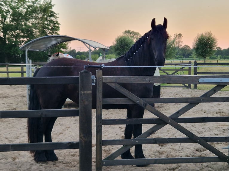 Fries paard Merrie 4 Jaar 165 cm Zwart in Woudenberg