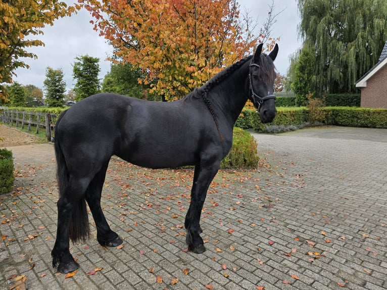 Fries paard Merrie 4 Jaar 165 cm Zwart in Woudenberg