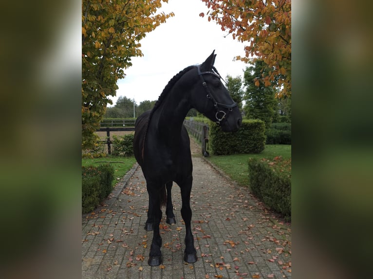 Fries paard Merrie 4 Jaar 165 cm Zwart in Woudenberg