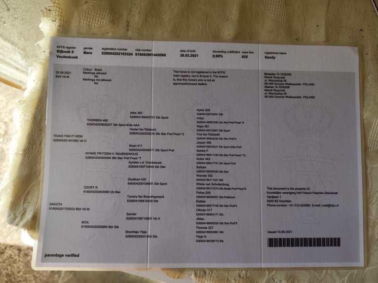 Fries paard Merrie 4 Jaar 165 cm Zwart in Go&#x15B;cinowo