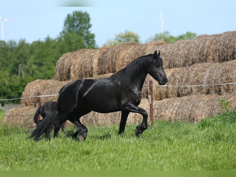 Fries paard Merrie 4 Jaar 167 cm Zwart in JEZOW