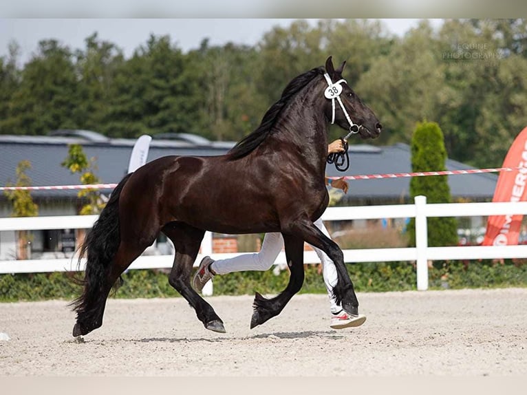 Fries paard Merrie 4 Jaar 167 cm Zwart in Turek