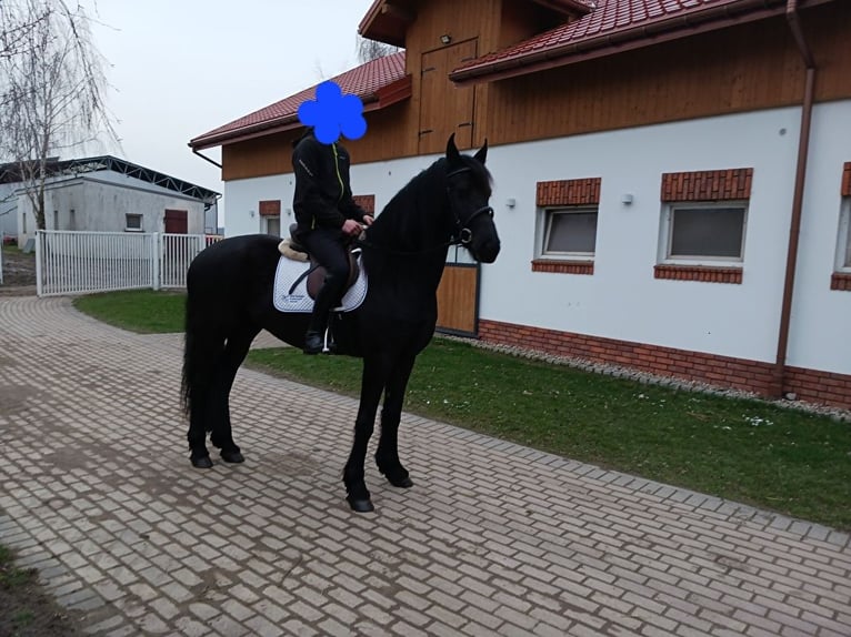 Fries paard Merrie 4 Jaar 167 cm Zwart in Turek