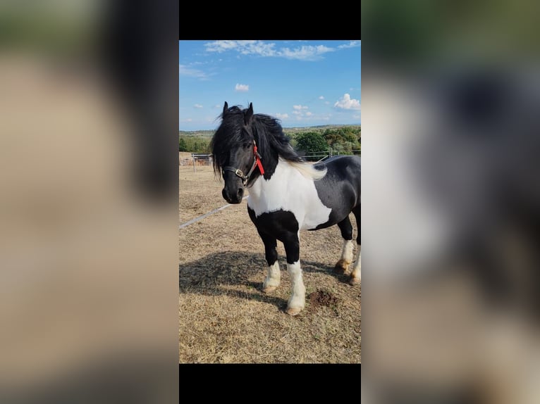 Fries paard Merrie 4 Jaar 170 cm Zwart in Lugoj