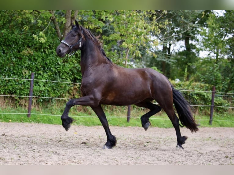 Fries paard Merrie 4 Jaar 170 cm Zwart in Elim