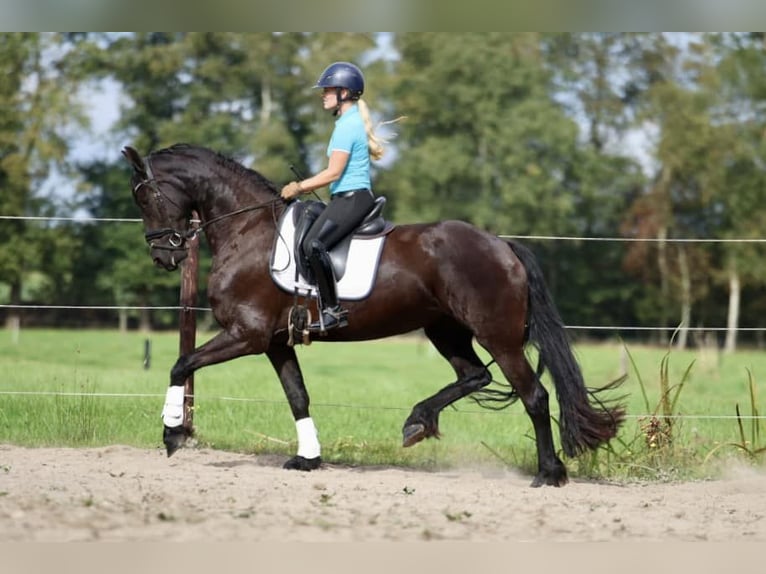 Fries paard Merrie 4 Jaar 170 cm Zwart in Elim