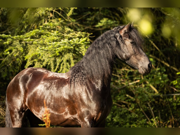 Fries paard Merrie 4 Jaar 171 cm Zwart in Lintgen
