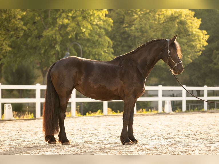 Fries paard Merrie 4 Jaar 171 cm Zwart in Lintgen