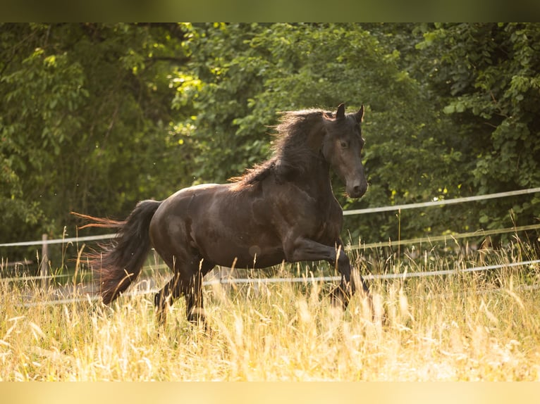 Fries paard Merrie 4 Jaar 171 cm Zwart in Lintgen