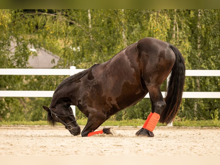 Fries paard Merrie 4 Jaar 171 cm Zwart in Lintgen
