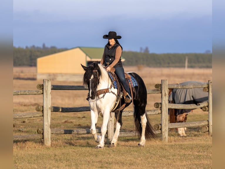 Fries paard Mix Merrie 4 Jaar 173 cm in Nevis, MN