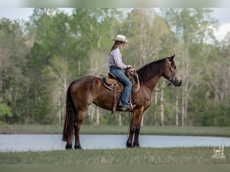 Fries paard Mix Merrie 4 Jaar Buckskin in Vincent