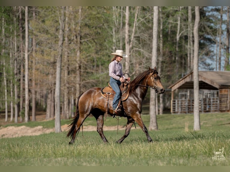 Fries paard Mix Merrie 4 Jaar Buckskin in Vincent