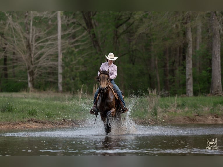Fries paard Mix Merrie 4 Jaar Buckskin in Vincent