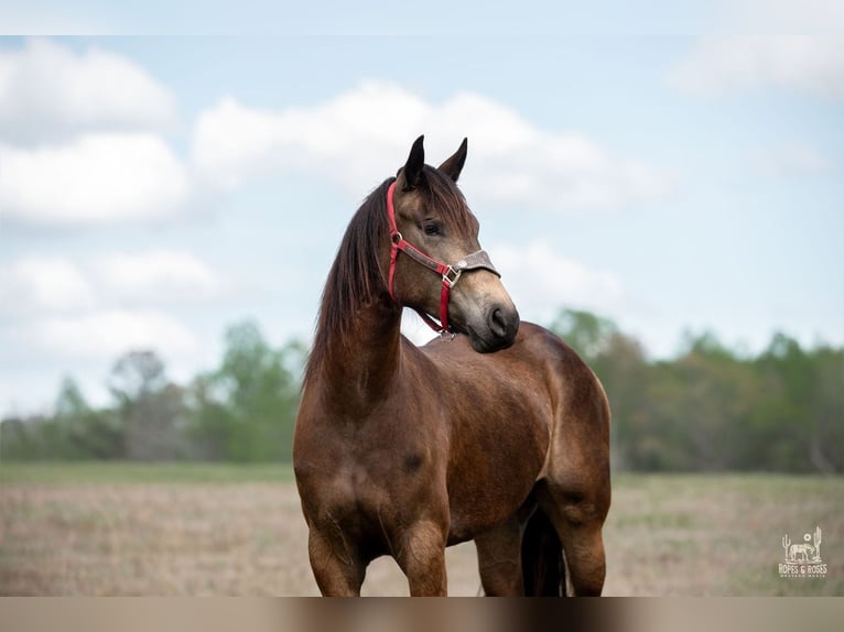 Fries paard Mix Merrie 4 Jaar Buckskin in Vincent