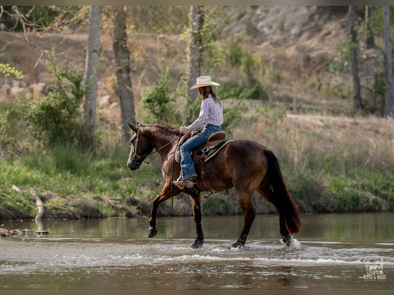 Fries paard Mix Merrie 4 Jaar Buckskin in Vincent