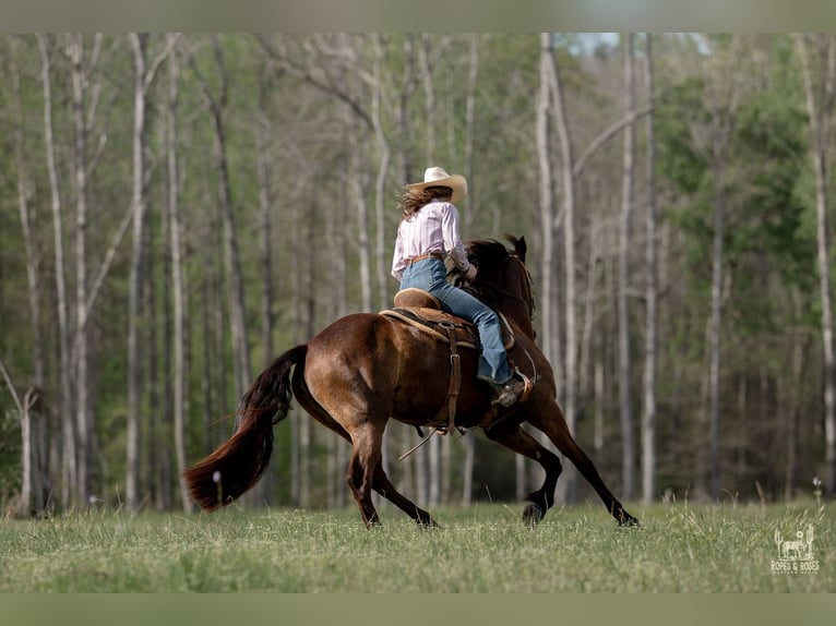 Fries paard Mix Merrie 4 Jaar Buckskin in Vincent