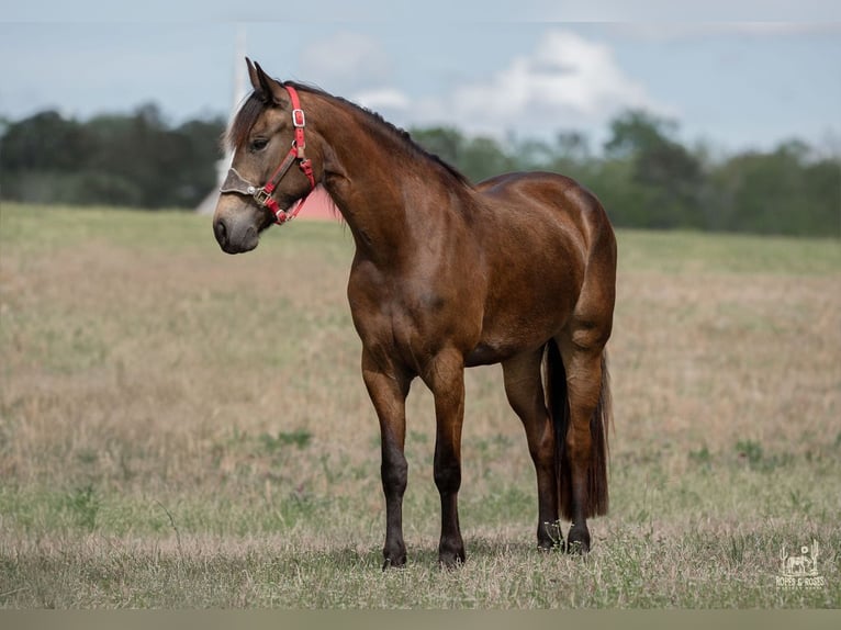 Fries paard Mix Merrie 4 Jaar Buckskin in Vincent