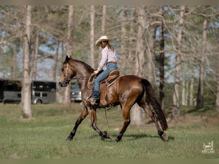 Fries paard Mix Merrie 4 Jaar Buckskin in Vincent