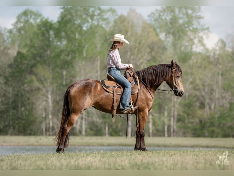 Fries paard Mix Merrie 4 Jaar Buckskin in Vincent