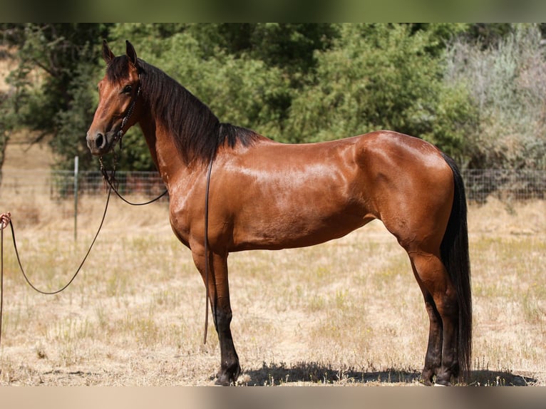 Fries paard Merrie 4 Jaar Roodbruin in Valley Springs CA