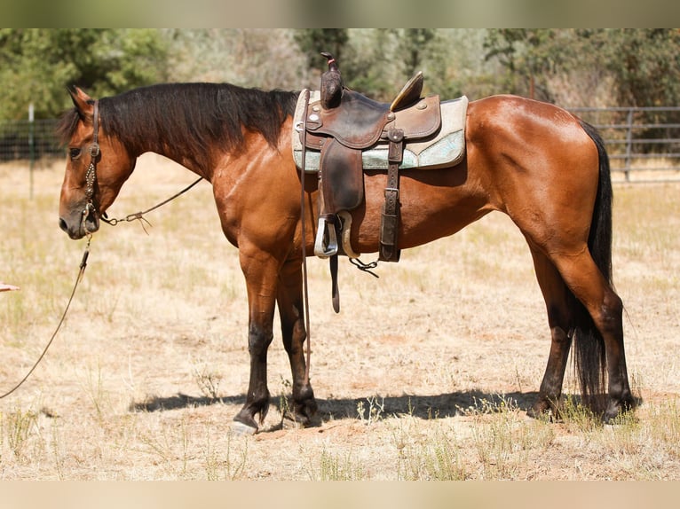 Fries paard Merrie 4 Jaar Roodbruin in Valley Springs CA