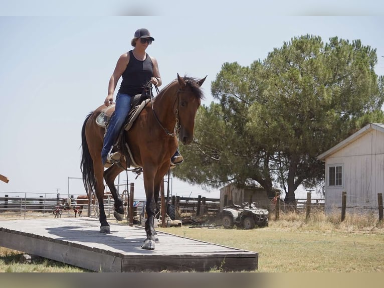 Fries paard Merrie 4 Jaar Roodbruin in Valley Springs CA