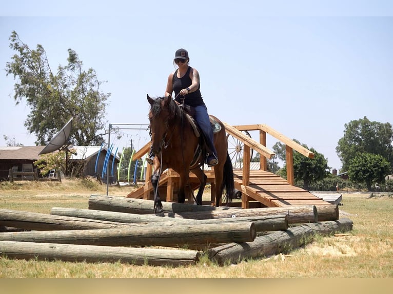 Fries paard Merrie 4 Jaar Roodbruin in Valley Springs CA