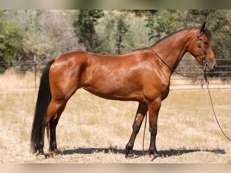 Fries paard Merrie 4 Jaar Roodbruin in Valley Springs CA