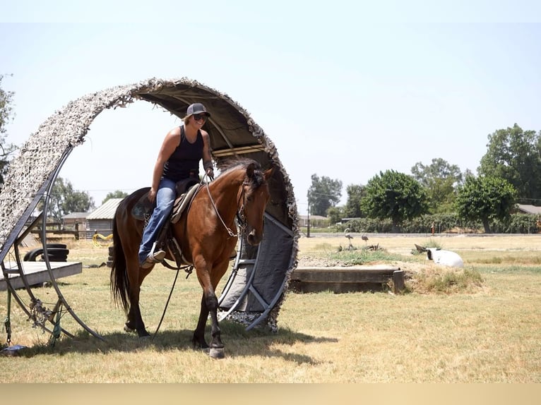 Fries paard Merrie 4 Jaar Roodbruin in Valley Springs CA