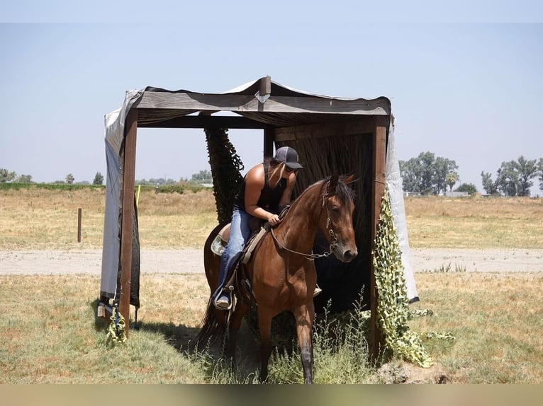 Fries paard Merrie 4 Jaar Roodbruin in Valley Springs CA