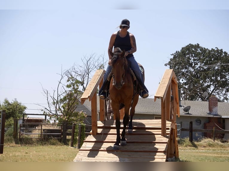 Fries paard Merrie 4 Jaar Roodbruin in Valley Springs CA