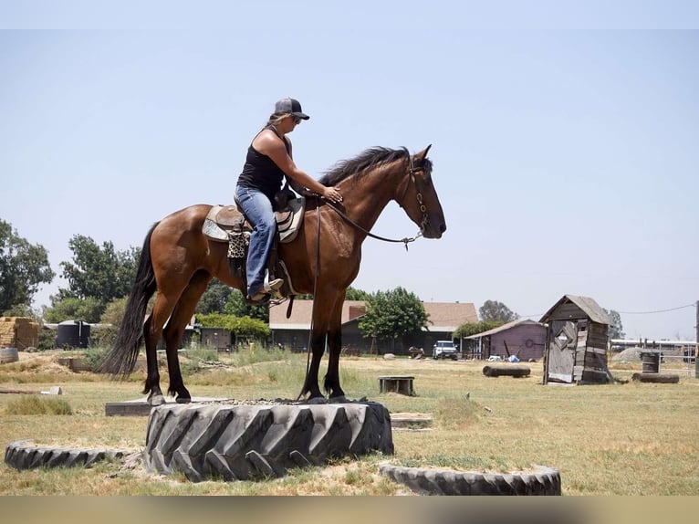 Fries paard Merrie 4 Jaar Roodbruin in Valley Springs CA