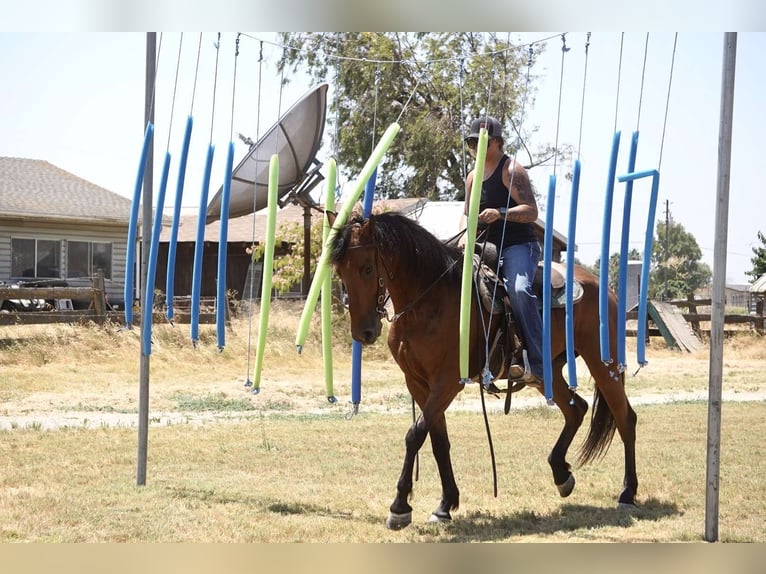 Fries paard Merrie 4 Jaar Roodbruin in Valley Springs CA