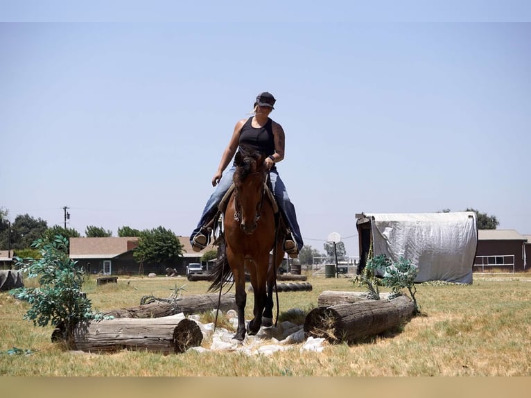 Fries paard Merrie 4 Jaar Roodbruin in Valley Springs CA