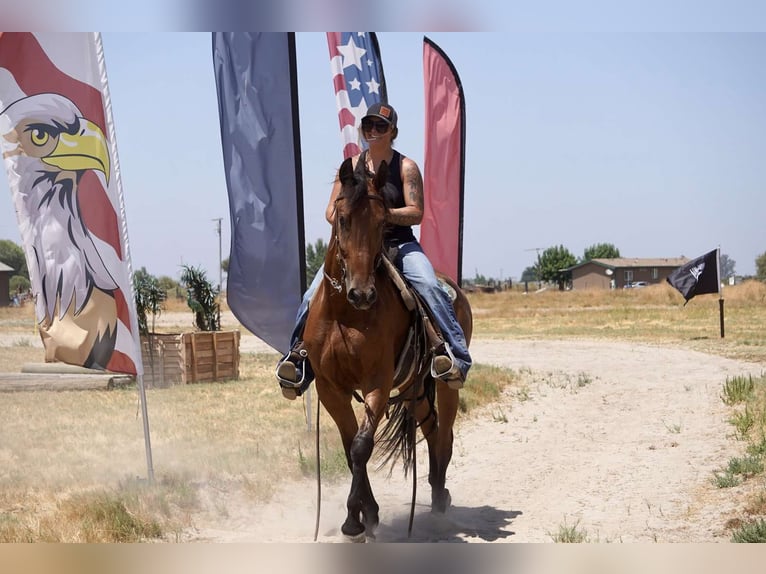 Fries paard Merrie 4 Jaar Roodbruin in Valley Springs CA