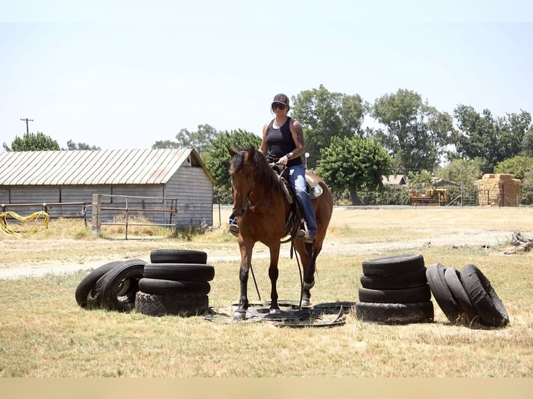 Fries paard Merrie 4 Jaar Roodbruin in Valley Springs CA