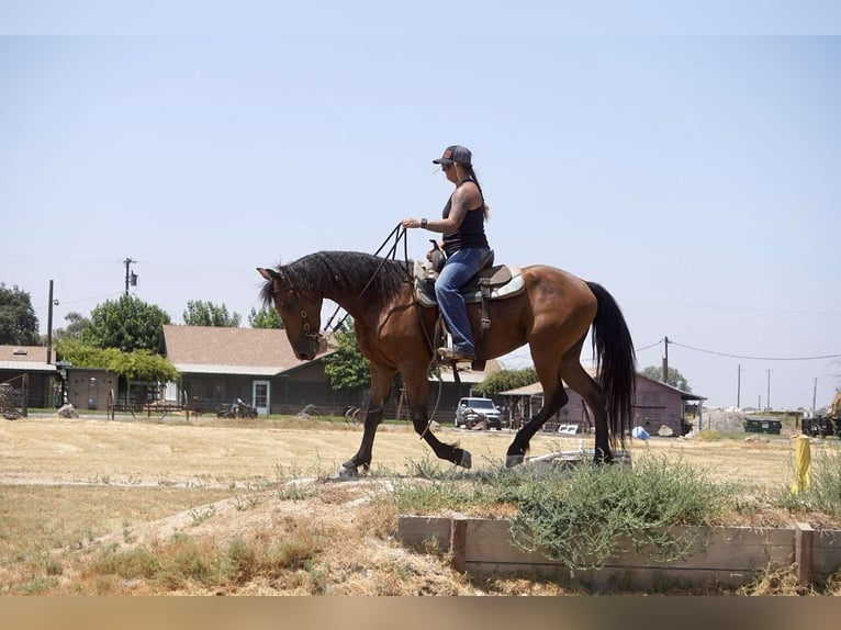 Fries paard Merrie 4 Jaar Roodbruin in Valley Springs CA