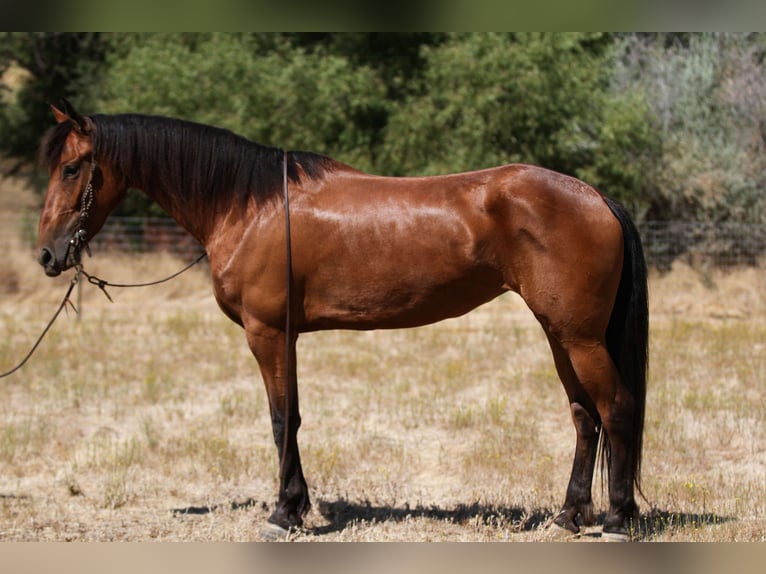 Fries paard Merrie 4 Jaar Roodbruin in Valley Springs CA