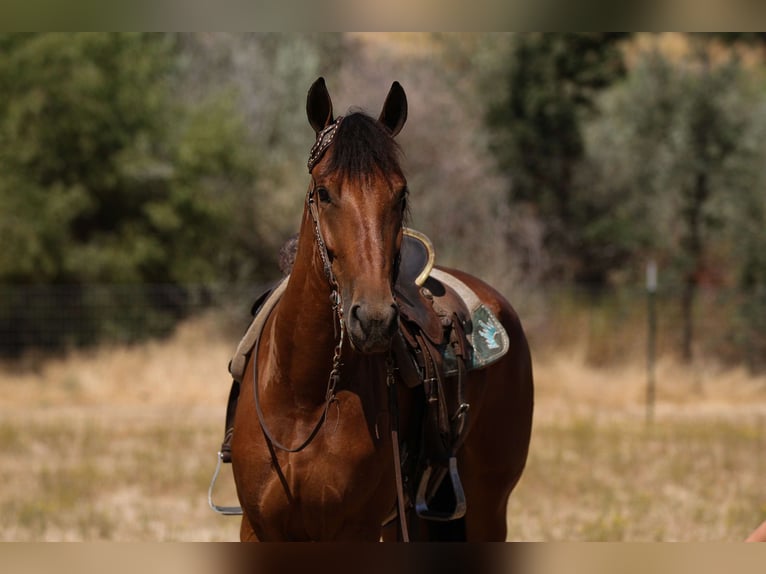 Fries paard Merrie 4 Jaar Roodbruin in Valley Springs CA