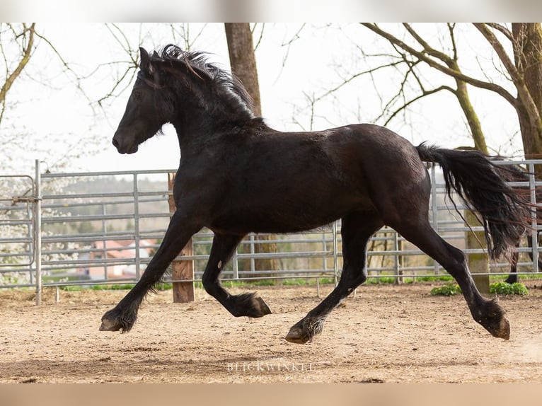 Fries paard Merrie 4 Jaar Zwart in Schöllnach