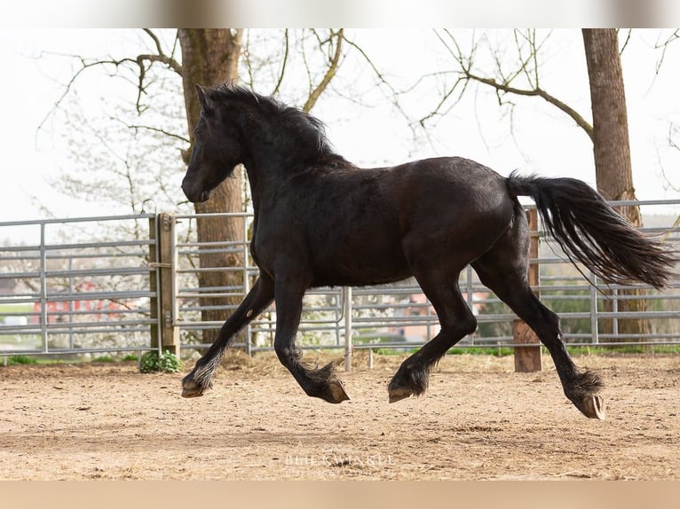 Fries paard Merrie 4 Jaar Zwart in Schöllnach