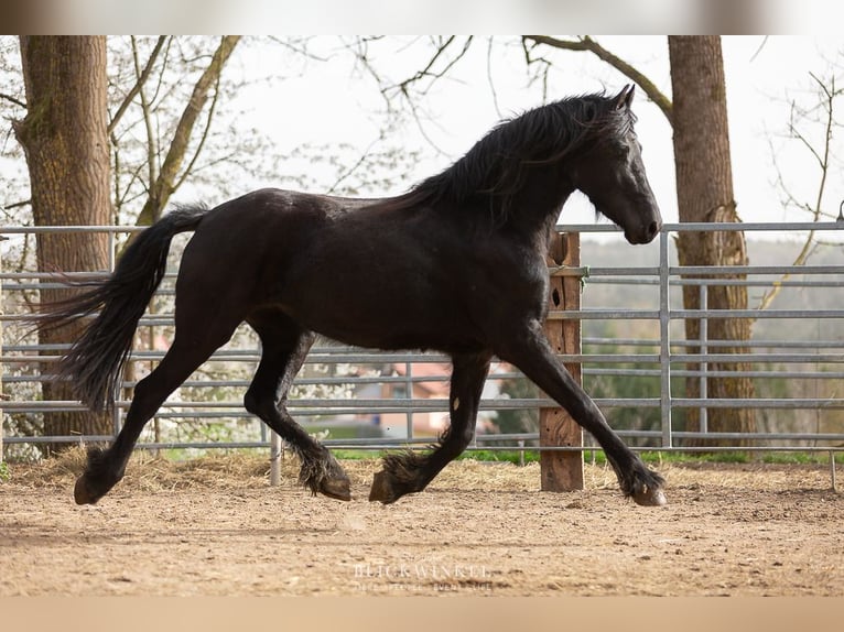 Fries paard Merrie 4 Jaar Zwart in Schöllnach