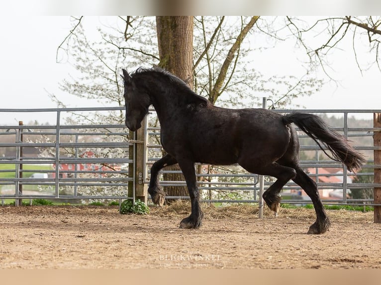 Fries paard Merrie 4 Jaar Zwart in Schöllnach