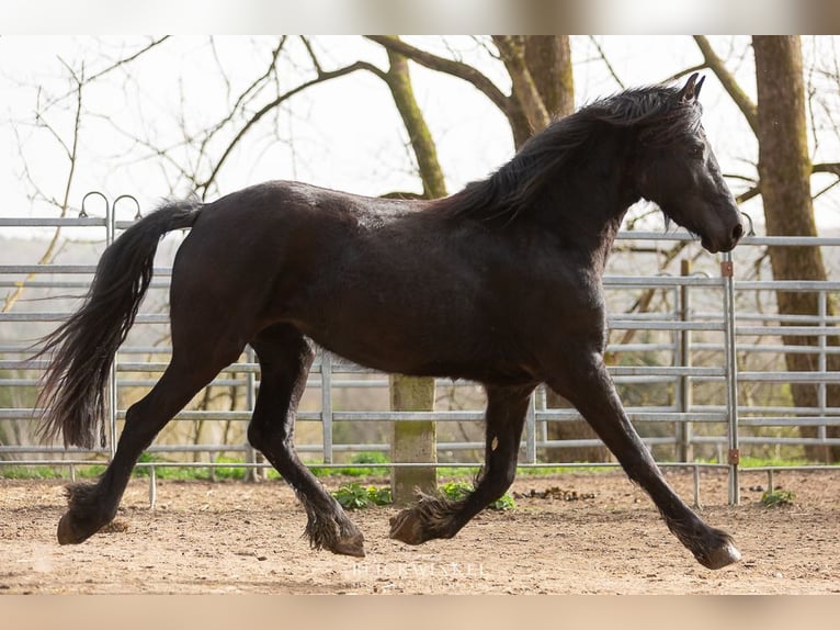 Fries paard Merrie 4 Jaar Zwart in Schöllnach