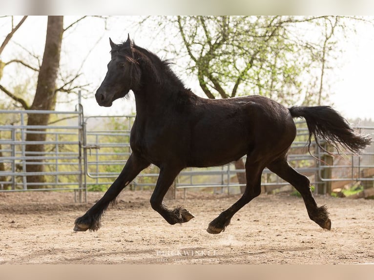 Fries paard Merrie 4 Jaar Zwart in Schöllnach