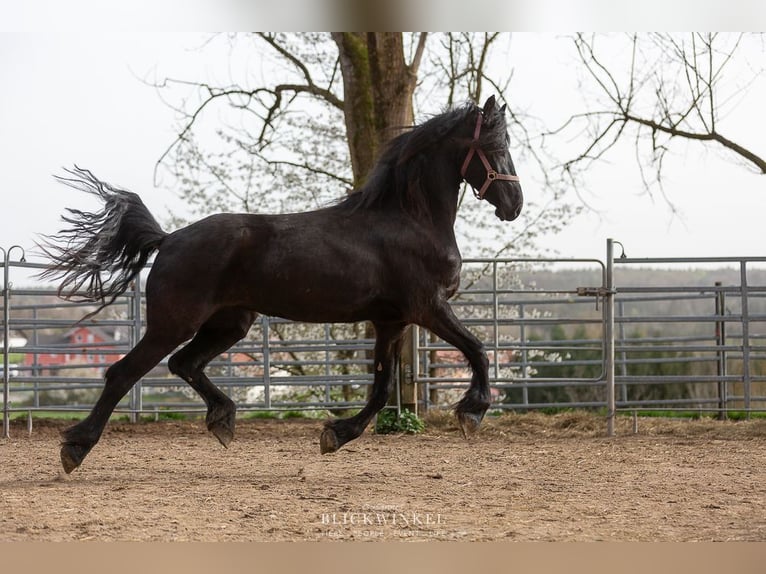 Fries paard Merrie 4 Jaar Zwart in Schöllnach