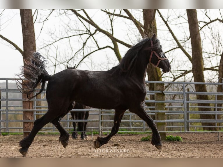 Fries paard Merrie 4 Jaar Zwart in Schöllnach